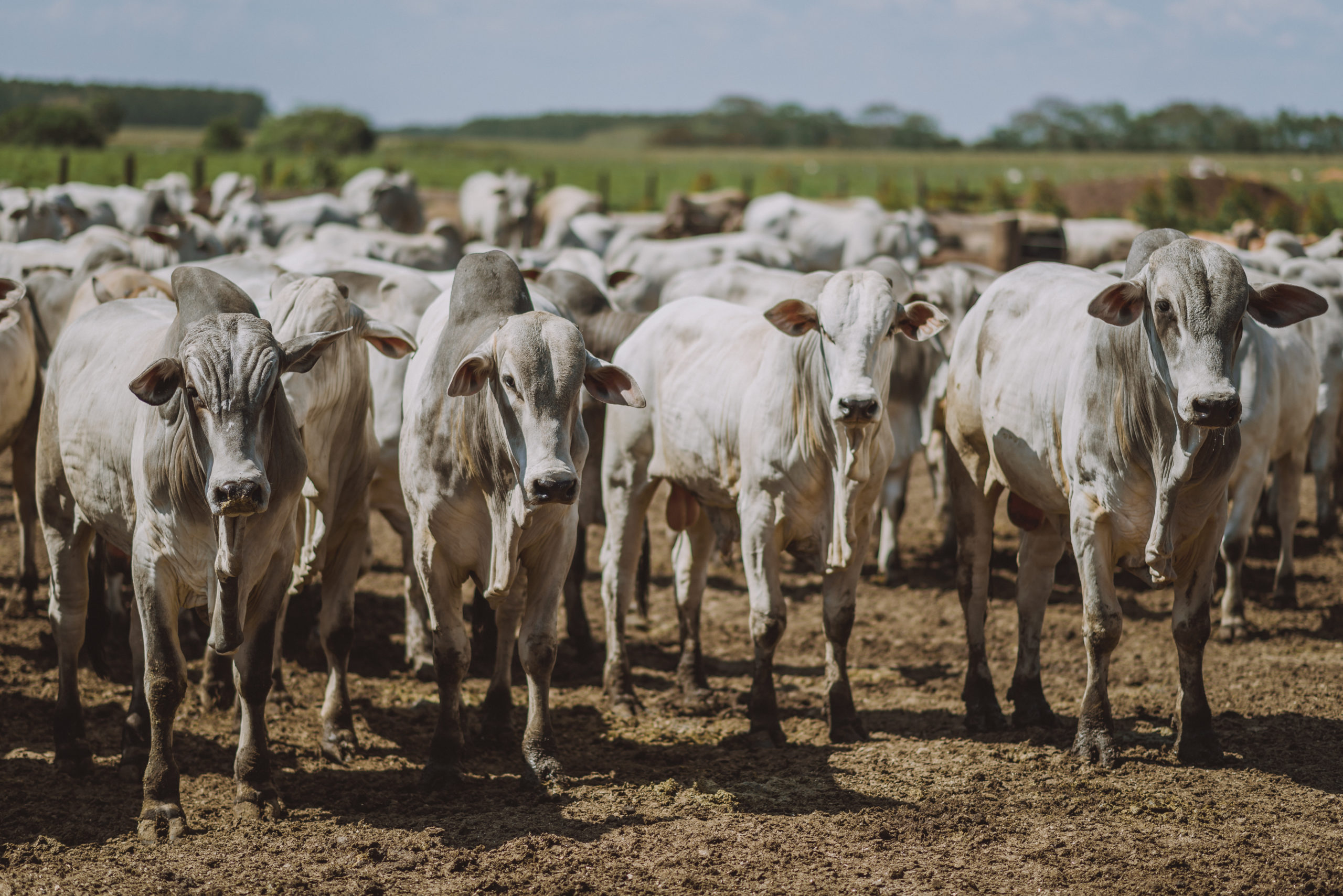 Pecuária e Sustentabilidade Rally da Pecuária