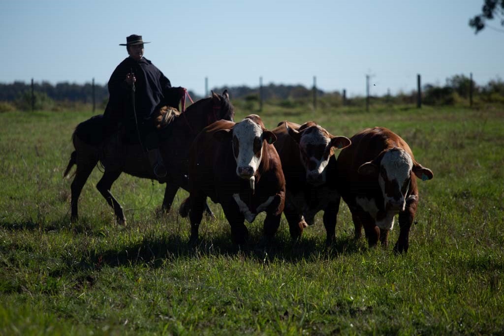 Rally Da Pecu Ria Chega Ao Rio Grande Do Sul Para A Ltima Etapa Da